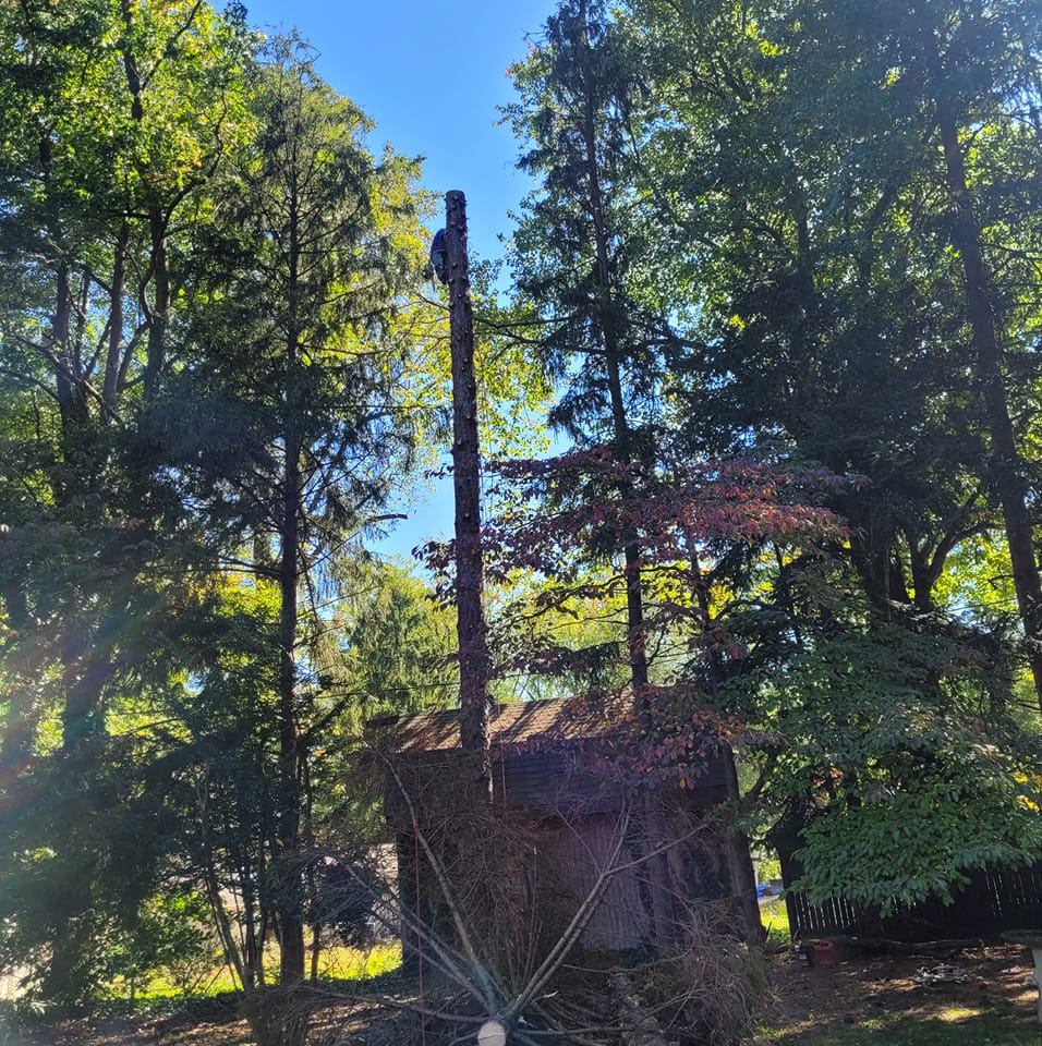 Magic stump grinder and tree service | Newark DE