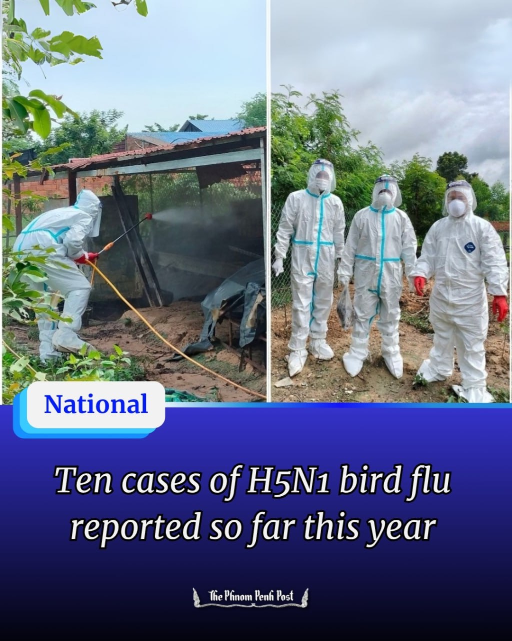 The Phnom - Ten cases of H5N1 bird flu reported so far this year 👇🔗 ...