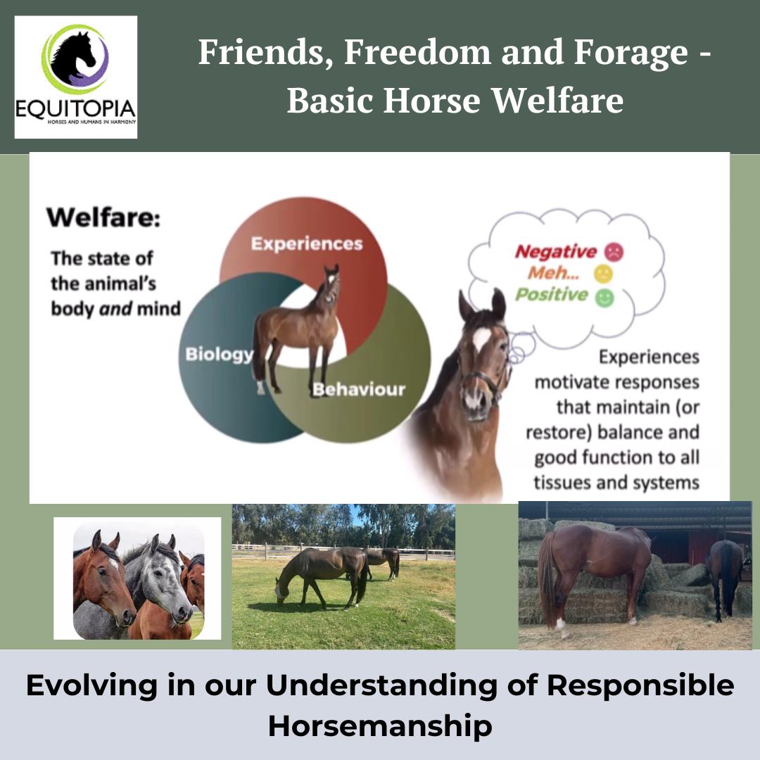 Equitopia - Good horsemanship isn’t just about how we ride, train, or ...