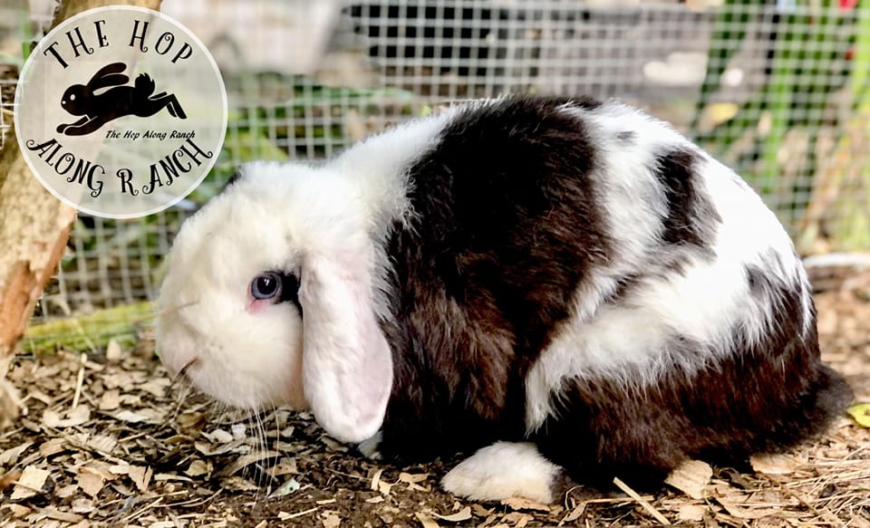 Does anyone have Hollander lops around Lexington ky area?cheap | Facebook