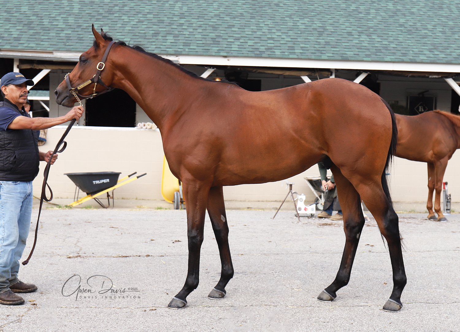 Romans Racing Stables, Inc - New arrival, 2yo Omaha Beach colt | Facebook