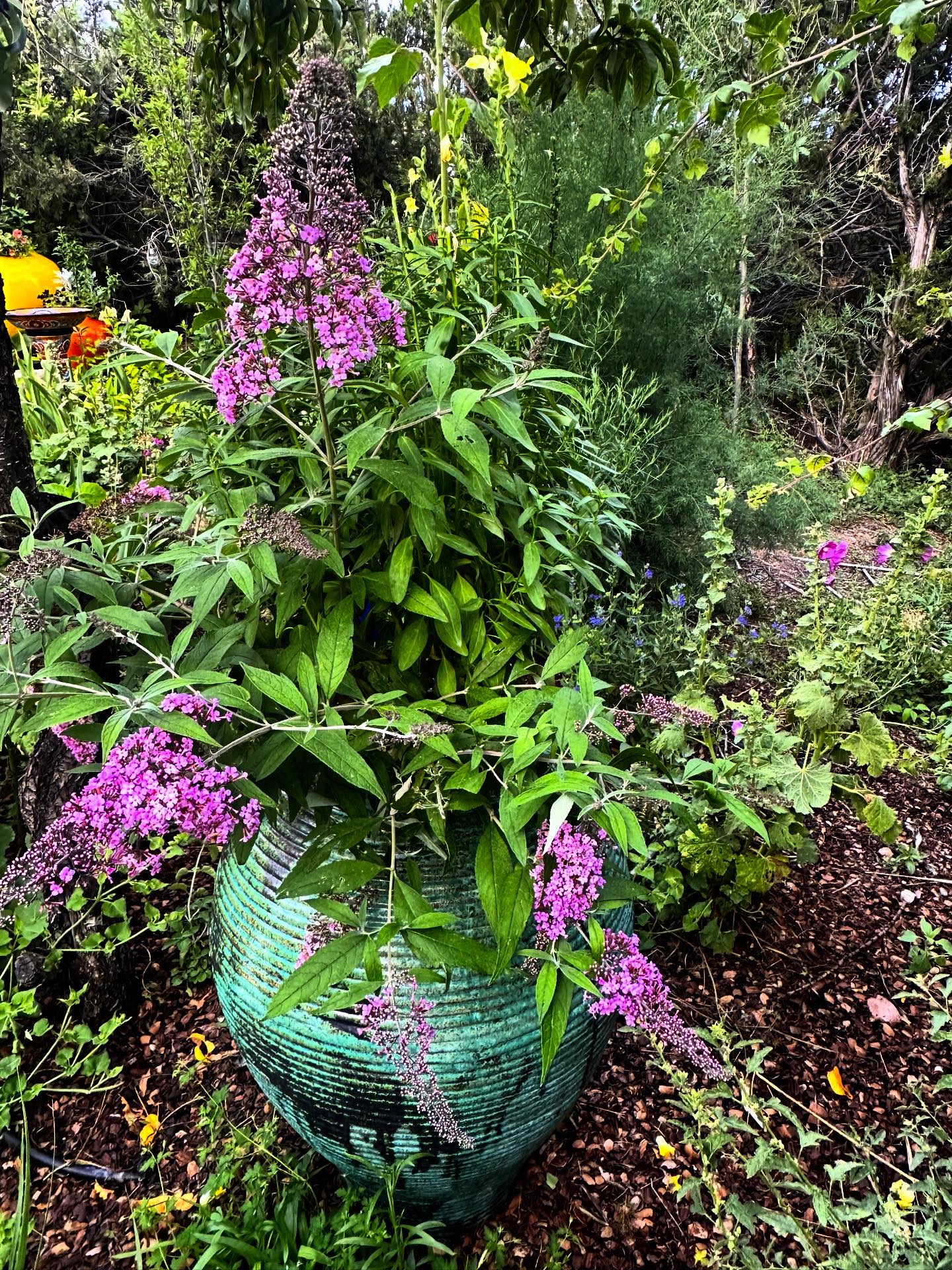 McCumber Fine Gardens | Santa Fe NM