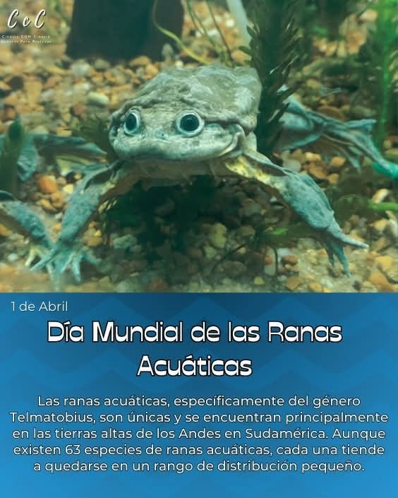 Ciencia - Las ranas acuáticas y semiacuáticas, específicamente del ...
