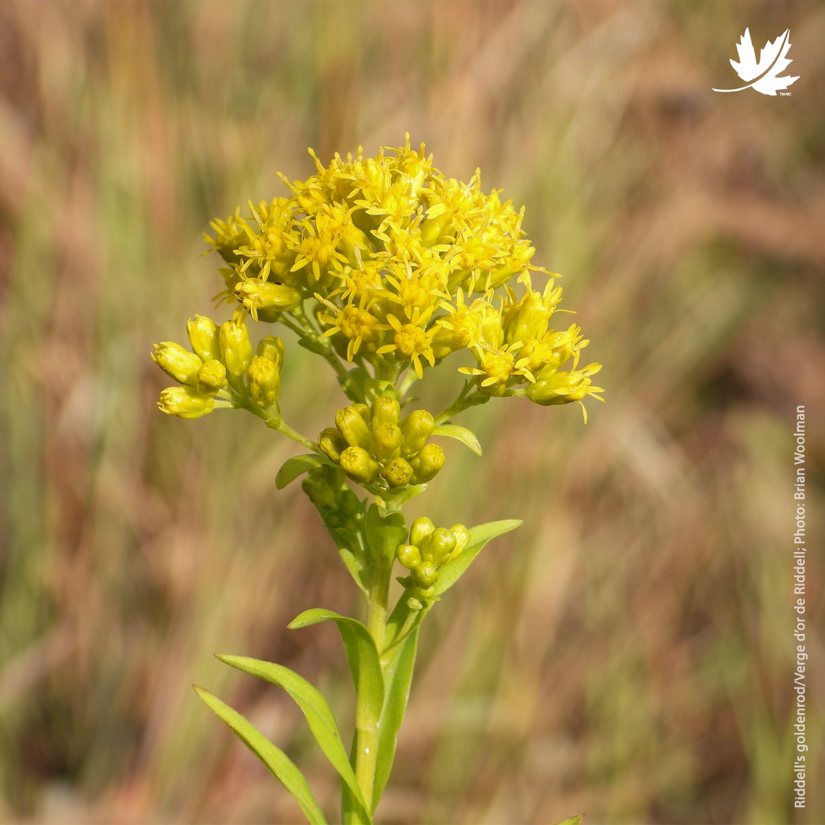 (Le français suit) Often confused for a weed, Riddell’s goldenrod is a ...