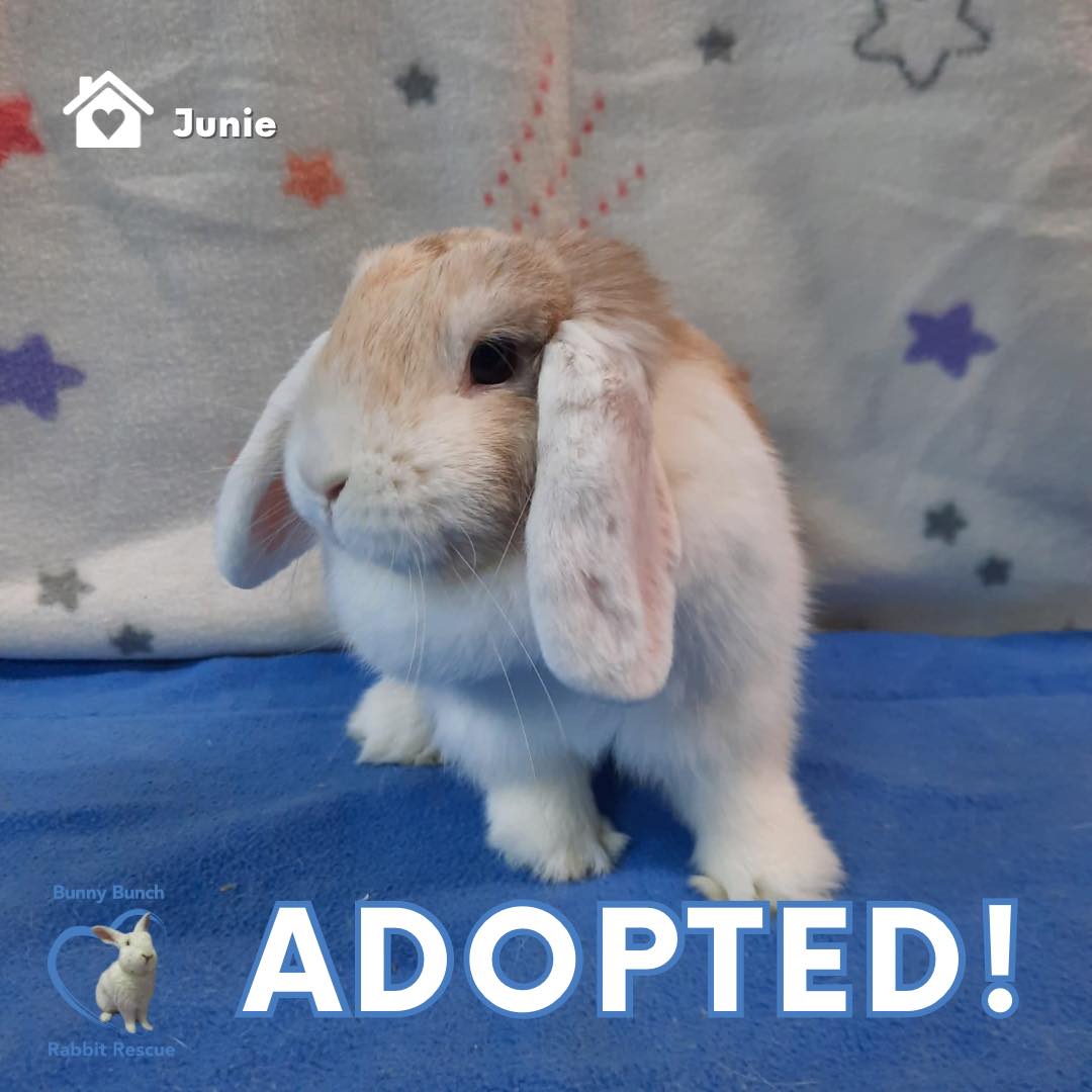 🎉🐰 Adoption Update! 🐰🎉 Sweet... - Bunny Bunch Rabbit Rescue | Facebook