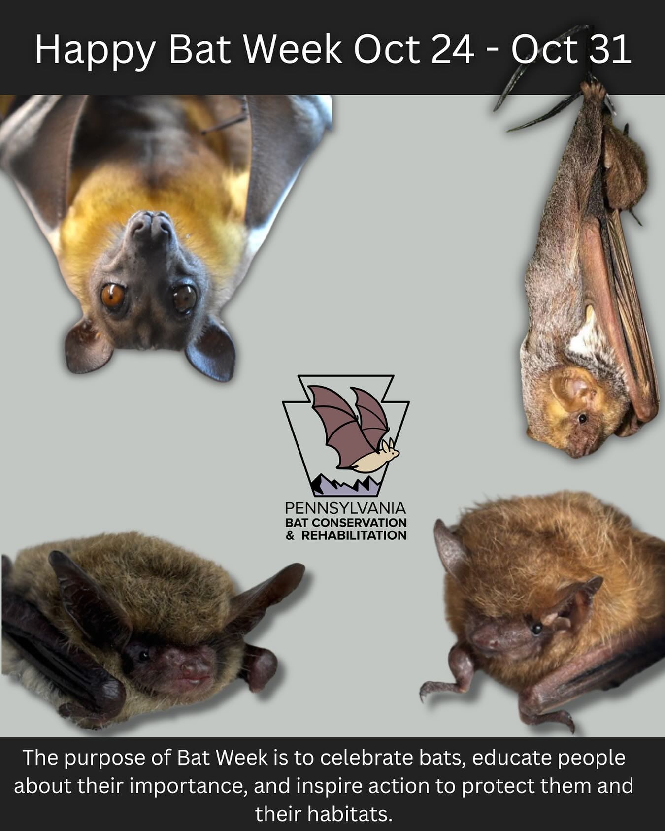 Happy Bat Week! 🦇 - Friends of Allegheny Wilderness | Facebook