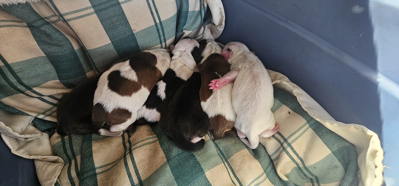 free pets in Missouri | Let's welcome our new members | Facebook
