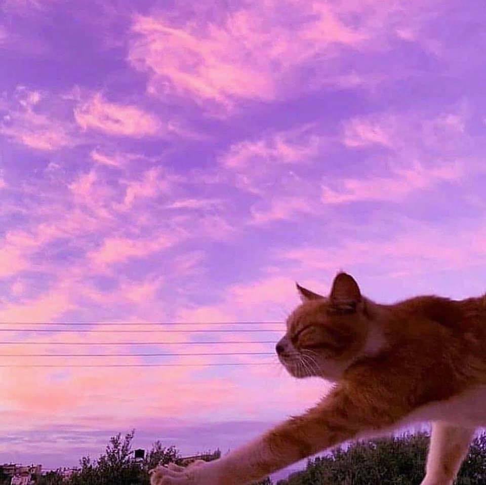 Cat Ladies for America | Facebook