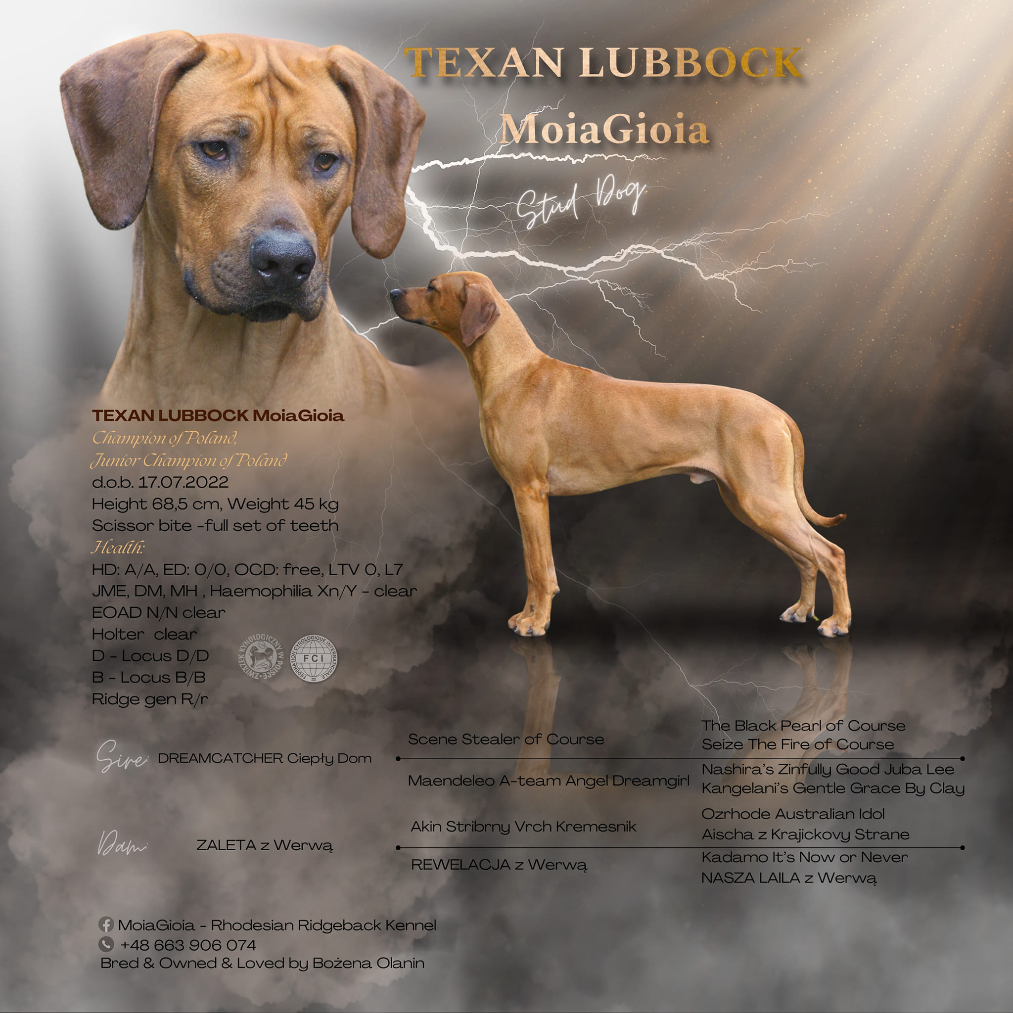Of Course Rhodesian Ridgebacks | Vancouver BC