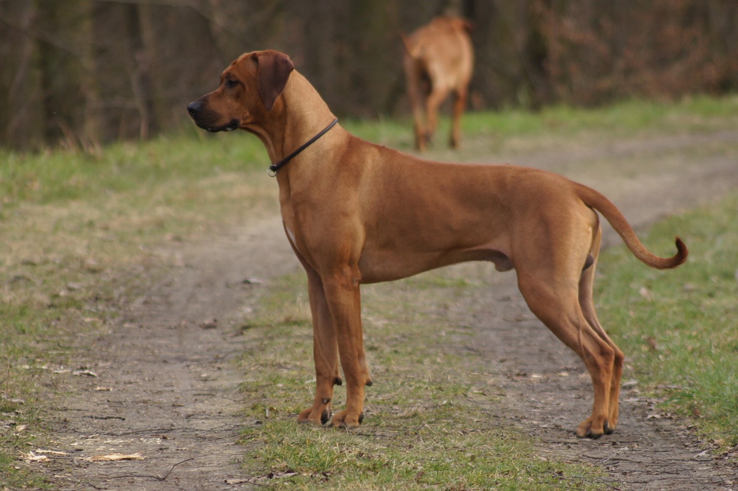 Of Course Rhodesian Ridgebacks | Vancouver BC