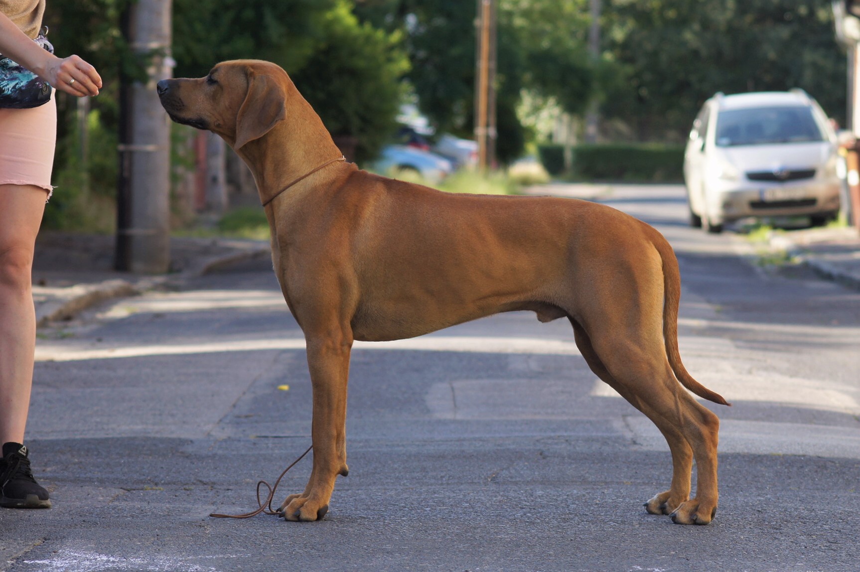 Of Course Rhodesian Ridgebacks | Vancouver BC