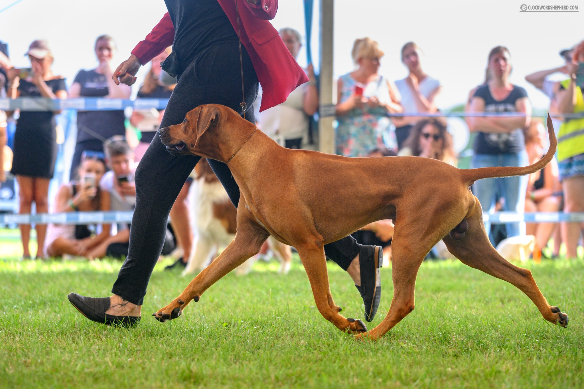 Of Course Rhodesian Ridgebacks | Vancouver BC