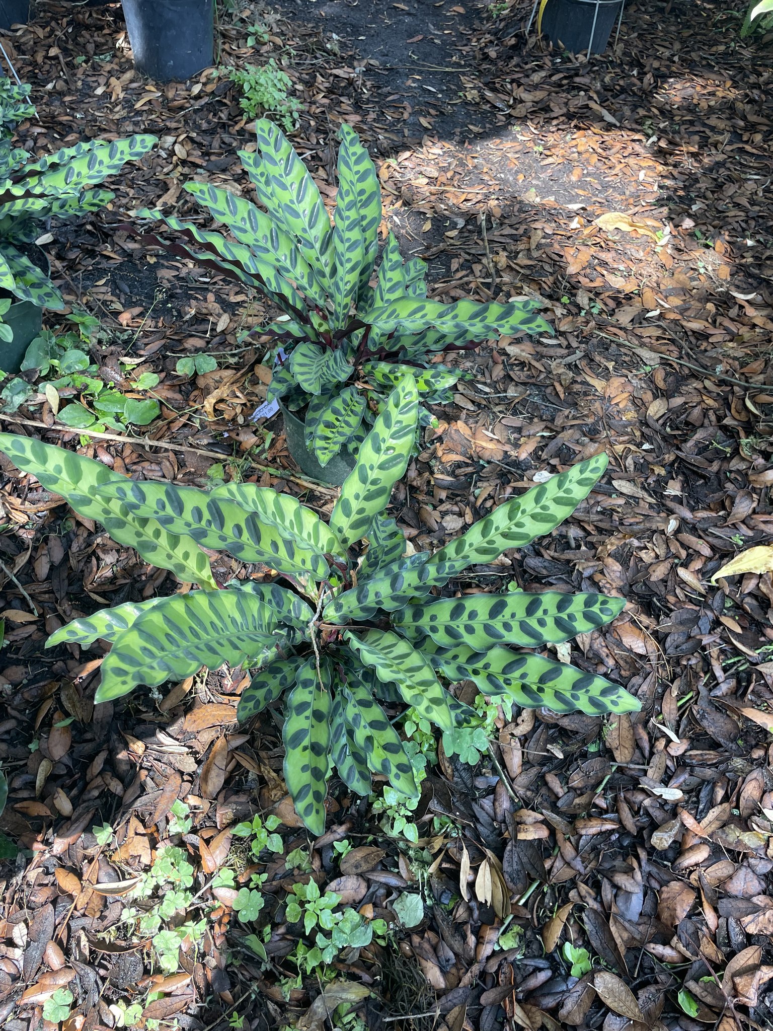 Big - Calathea Lancifolia aka Rattle Snake Considered to be a ...