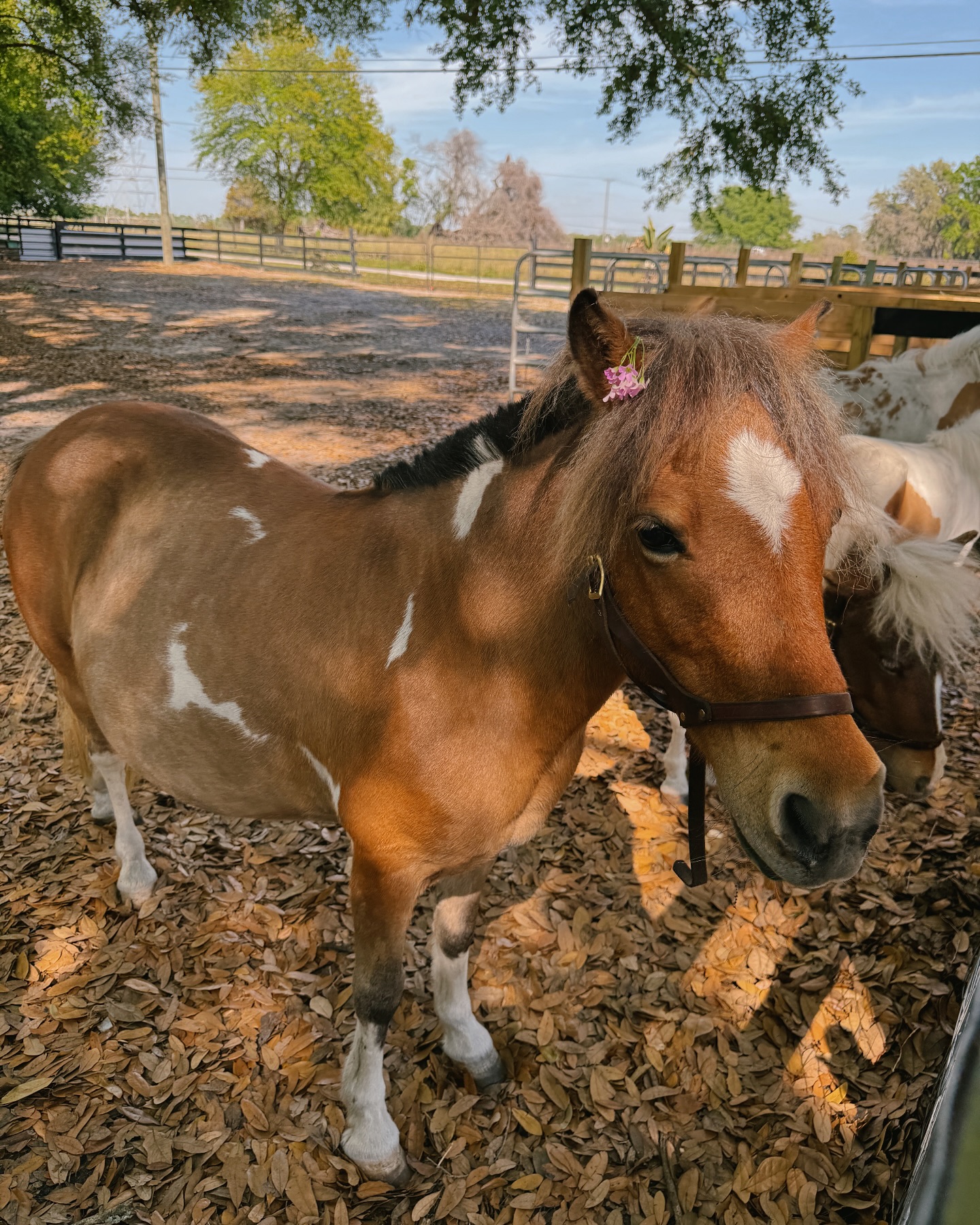 🌈 Our little miracle is on the... - Southern Streams Ranch | Facebook