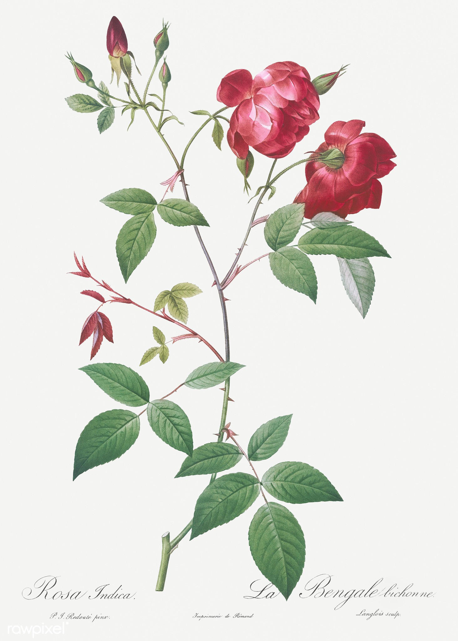 How Pierre-Joseph Redouté produced full-color books in the 1800s