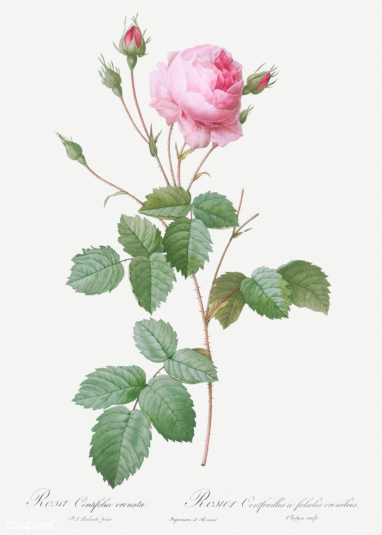 How Pierre-Joseph Redoute created rose paintings