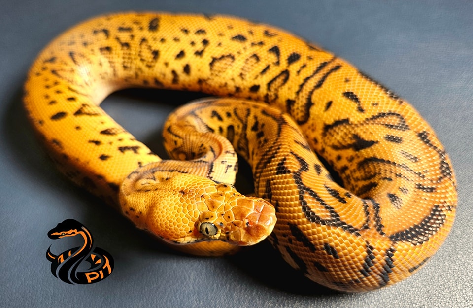 Super Leopard Confusion Clown! This guy is absolutely WICKED