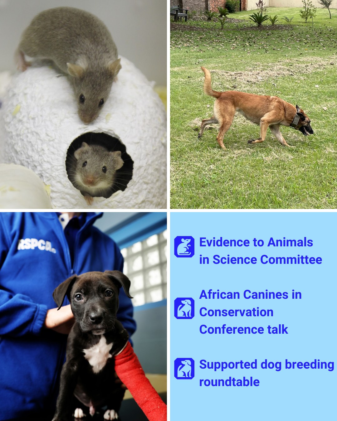 RSPCA (England & Wales)