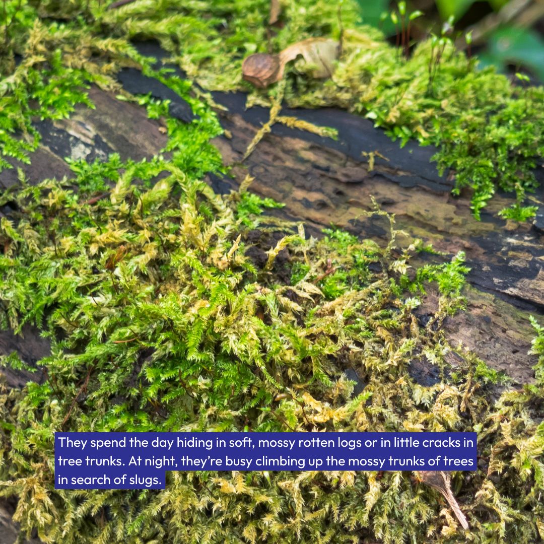 Plantlife: saving wild... - Plantlife: saving wild plants
