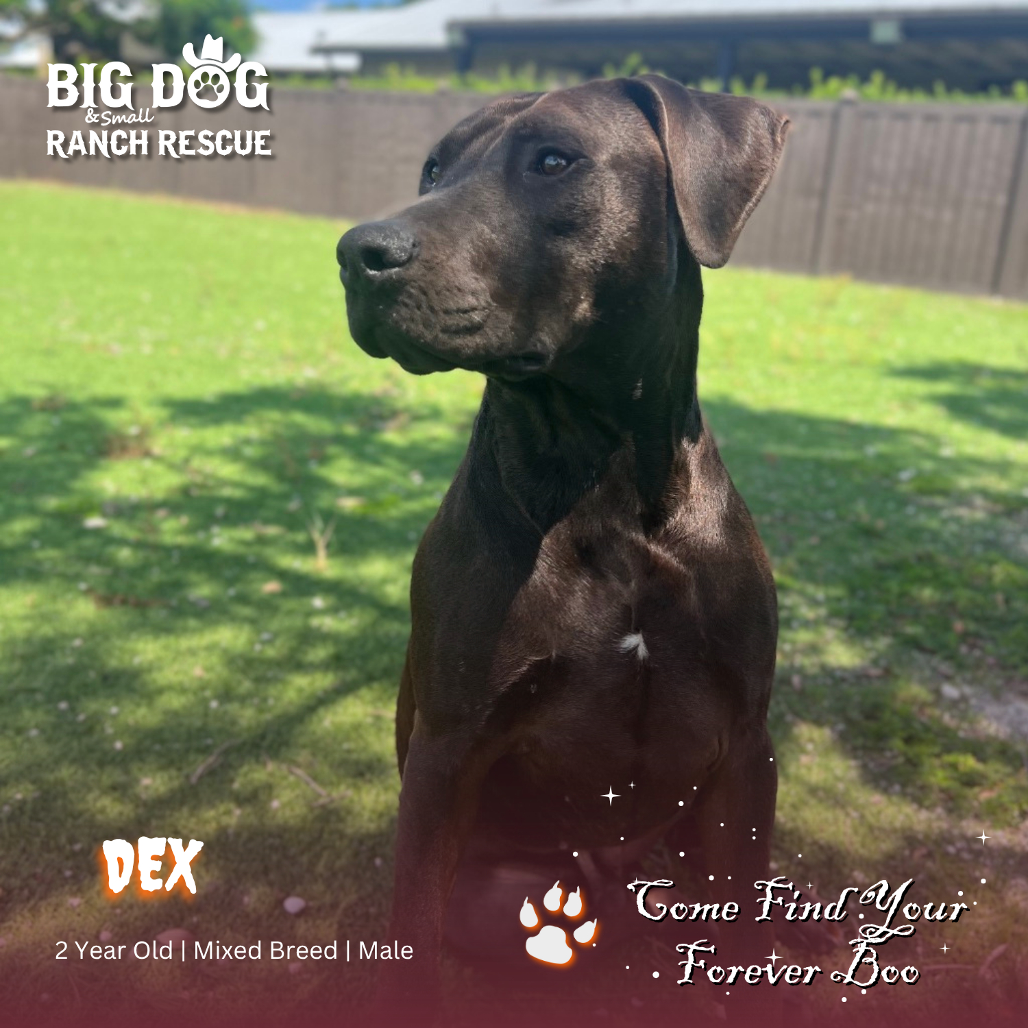 Meet Dex!⁠ ⁠ This handsome... - Big Dog Ranch Rescue | Facebook