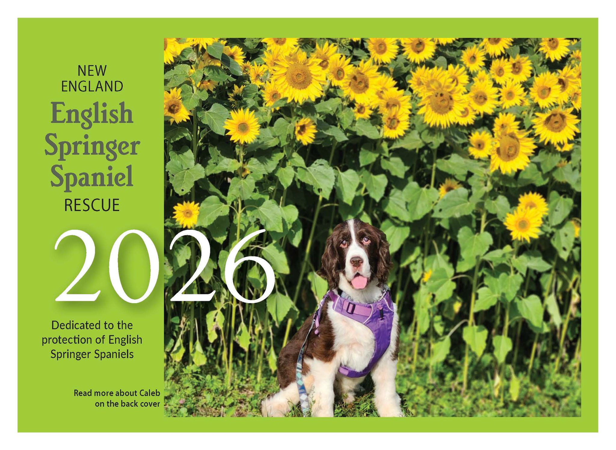9/26/25... - New England English Springer Spaniel Rescue | Facebook