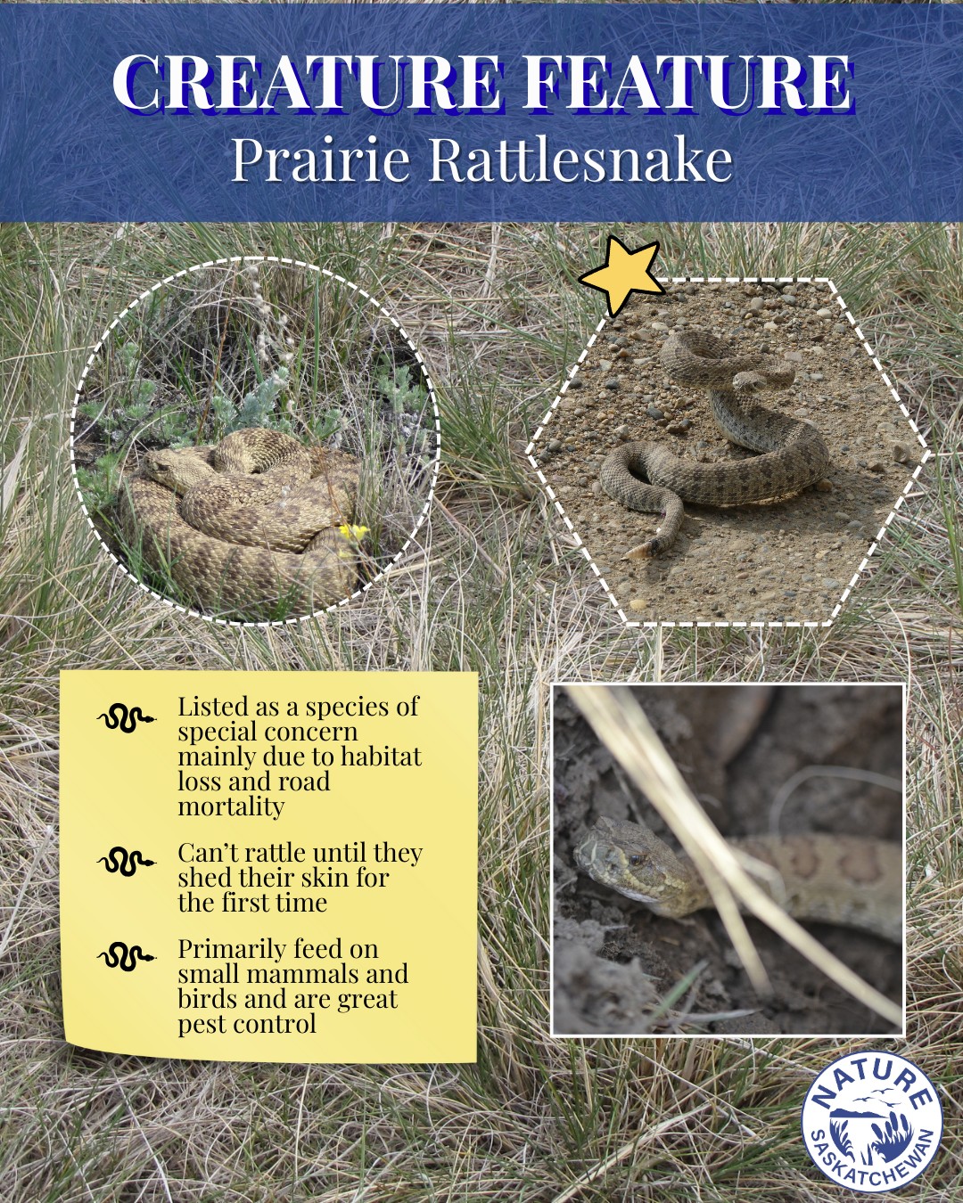 🐍No need to fear, the Prairie... - Nature Saskatchewan | Facebook