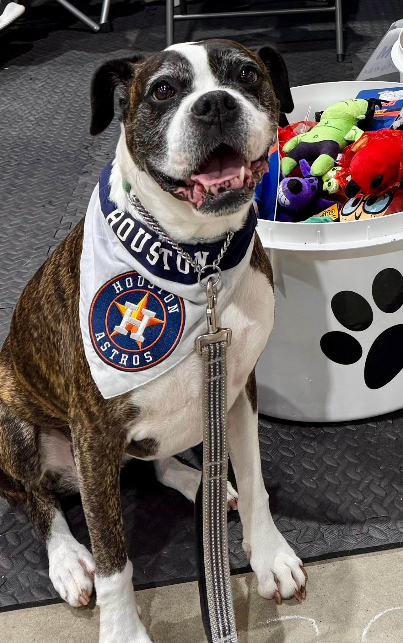 Houston Boxer Rescue | Houston TX