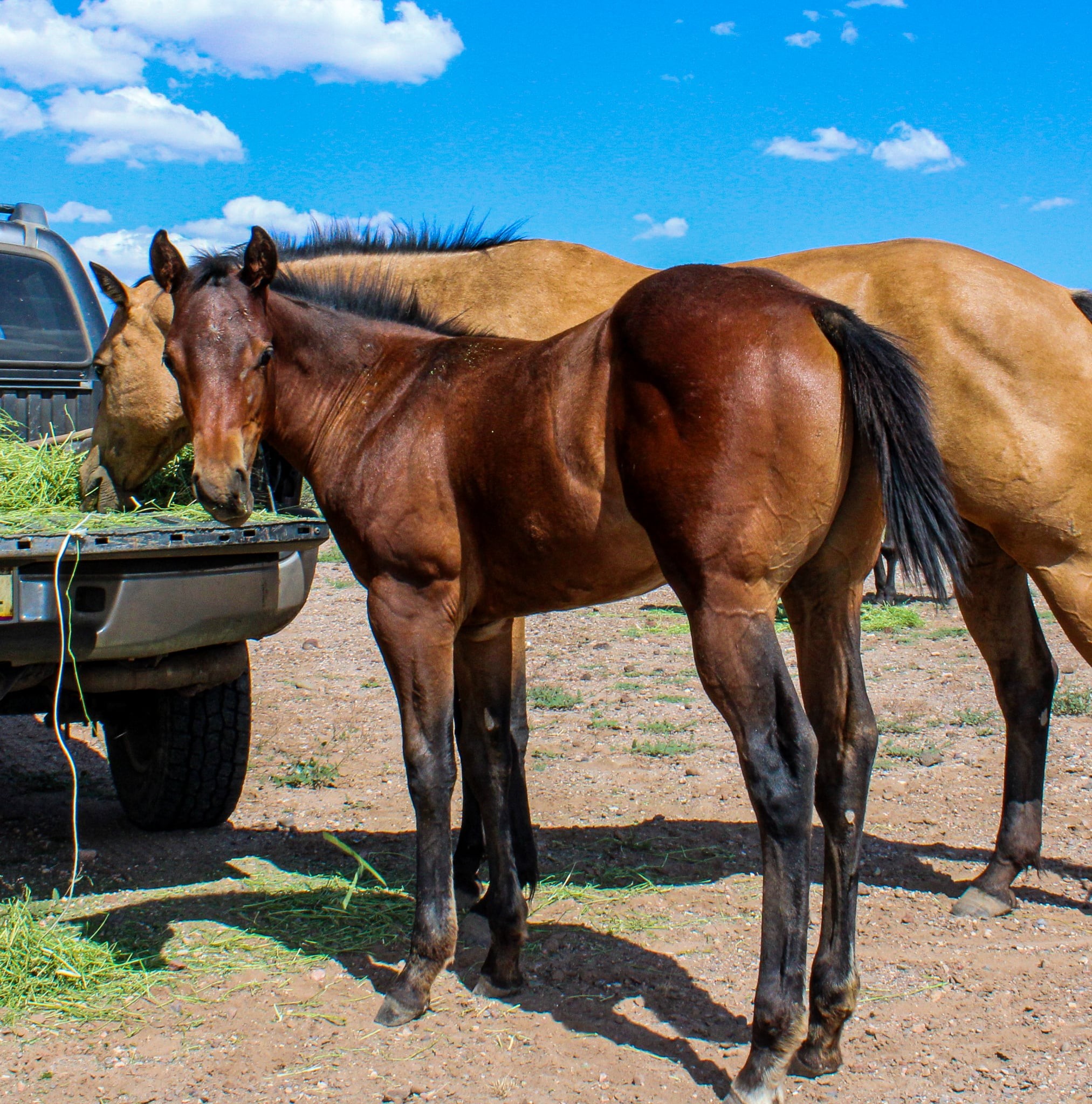 Boss Ranch Quarter Horses | Douglas AZ