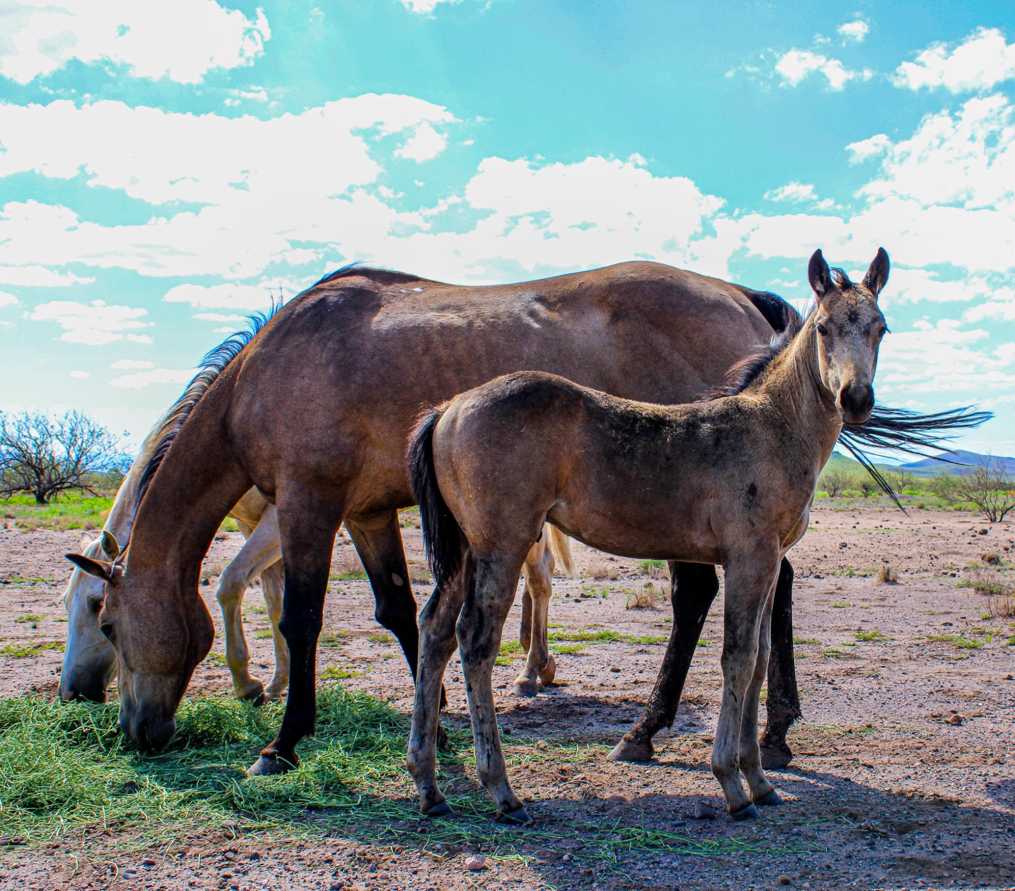 Boss Ranch Quarter Horses | Douglas AZ