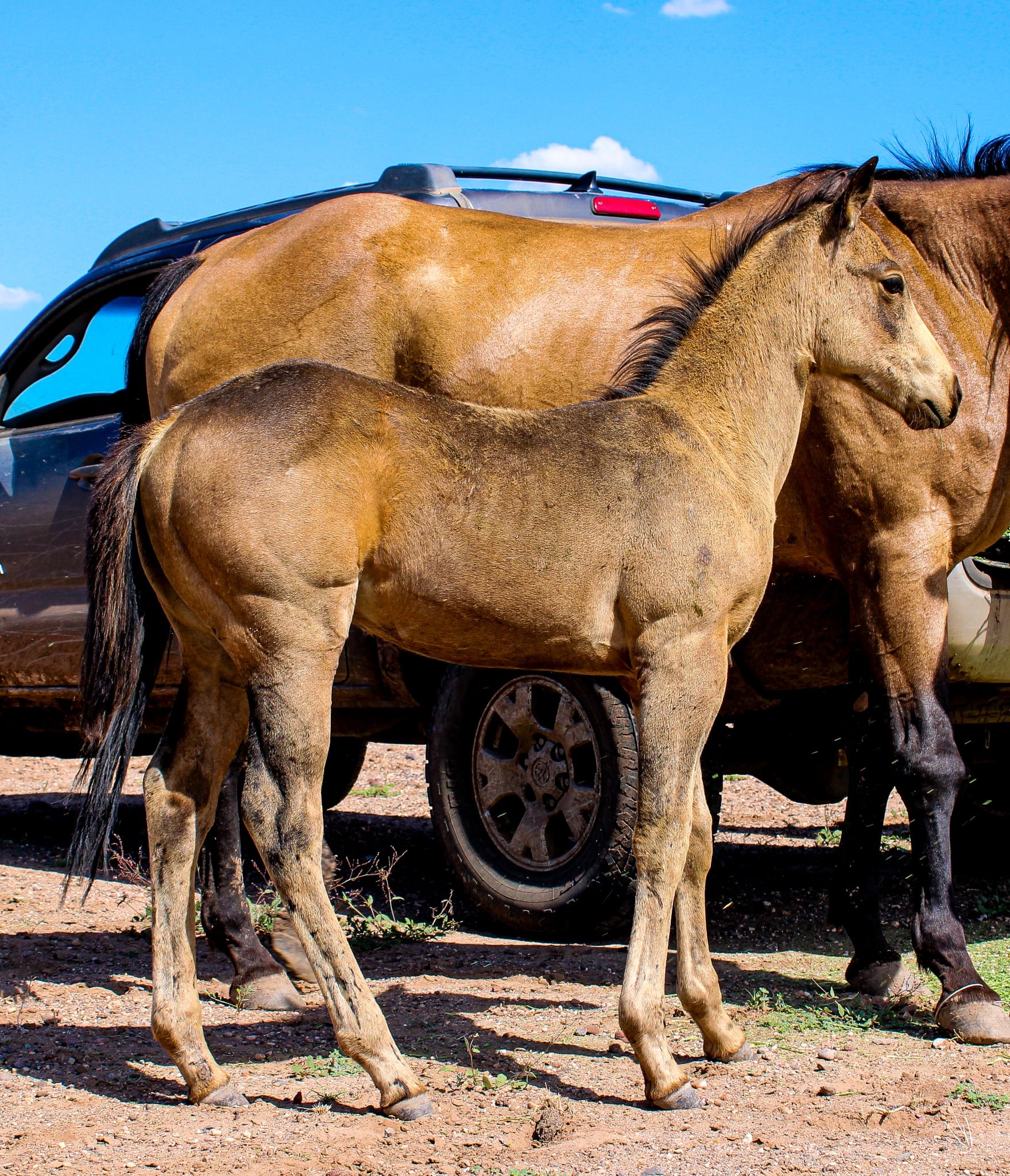 Boss Ranch Quarter Horses | Douglas AZ