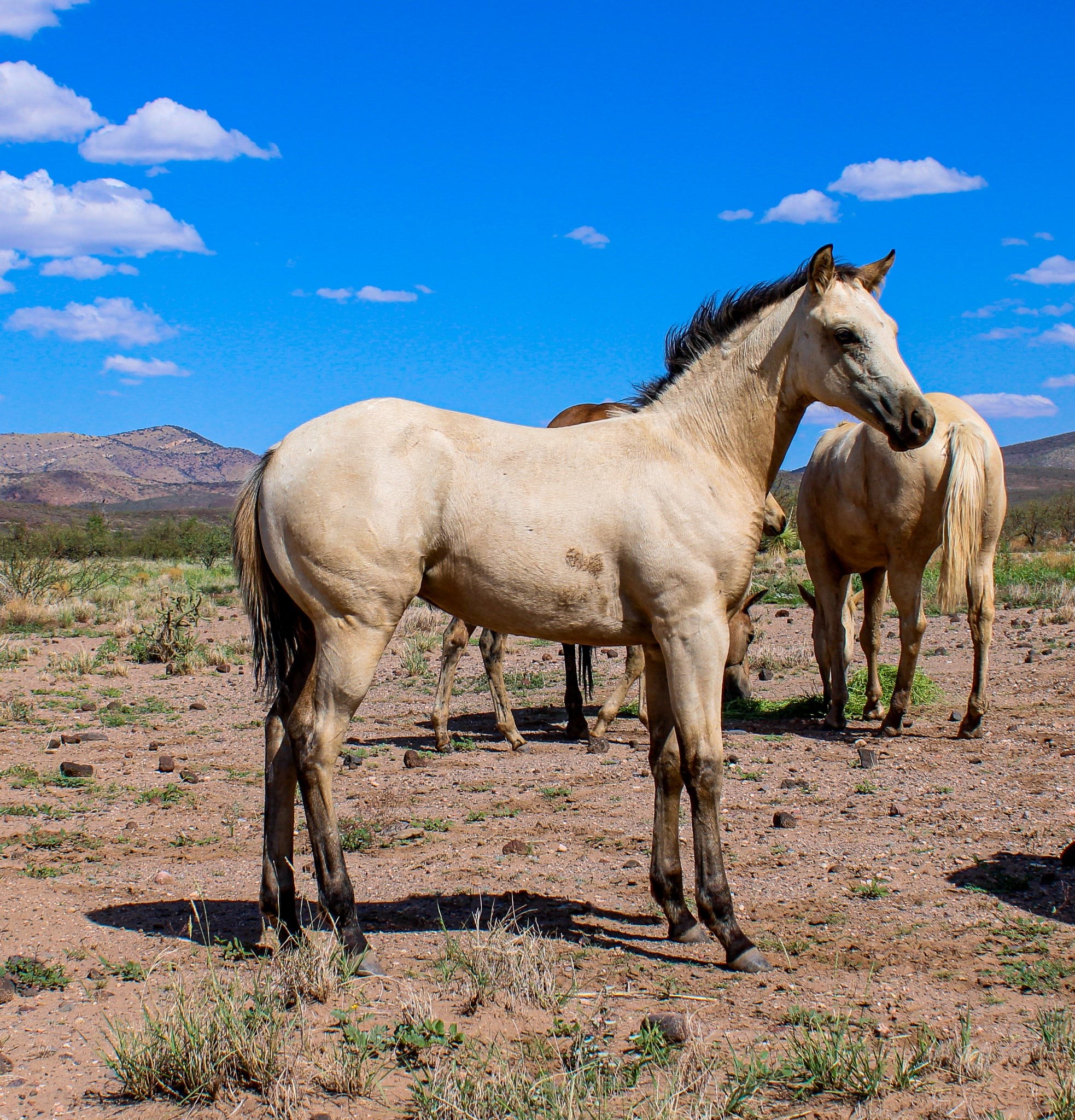 Boss Ranch Quarter Horses | Douglas AZ