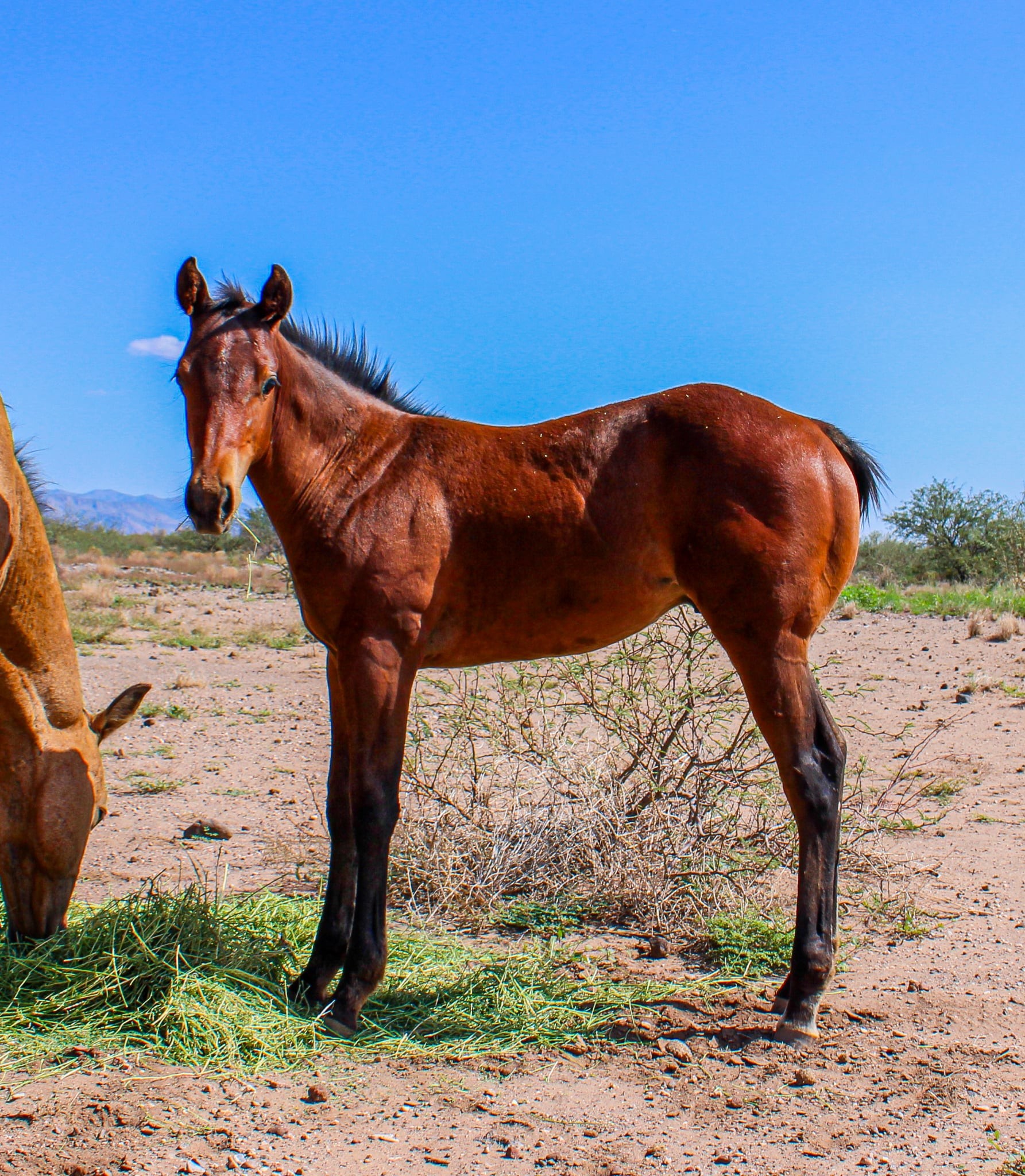 Boss Ranch Quarter Horses | Douglas AZ