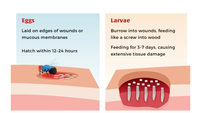 Drovers - Identifying the flesh-eating parasite, which actually isn’t a ...