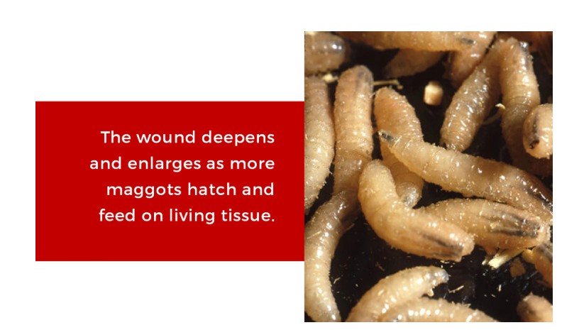 Drovers - Identifying the flesh-eating parasite, which actually isn’t a ...