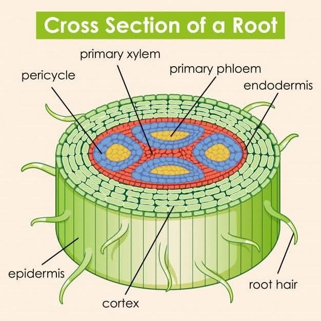 Living - 🌱 Cross Section of a Root – Structure & Function A plant root ...