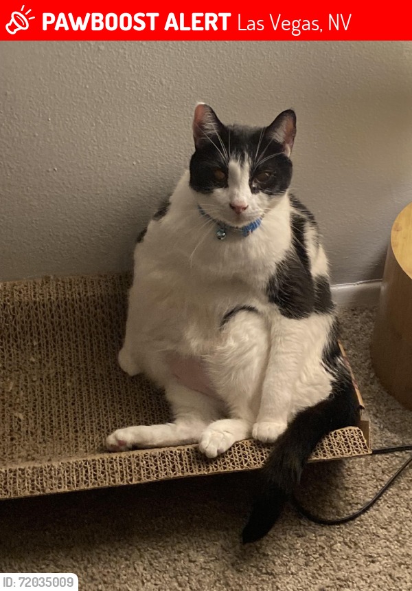 Lost orange cat Brownie in Las Vegas NV 89108