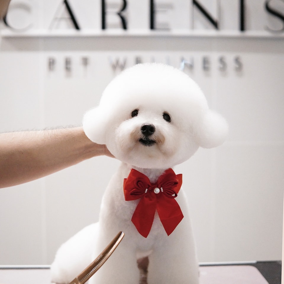 The Fox Butler Pet Lifestyle Store | Bayan Lepas