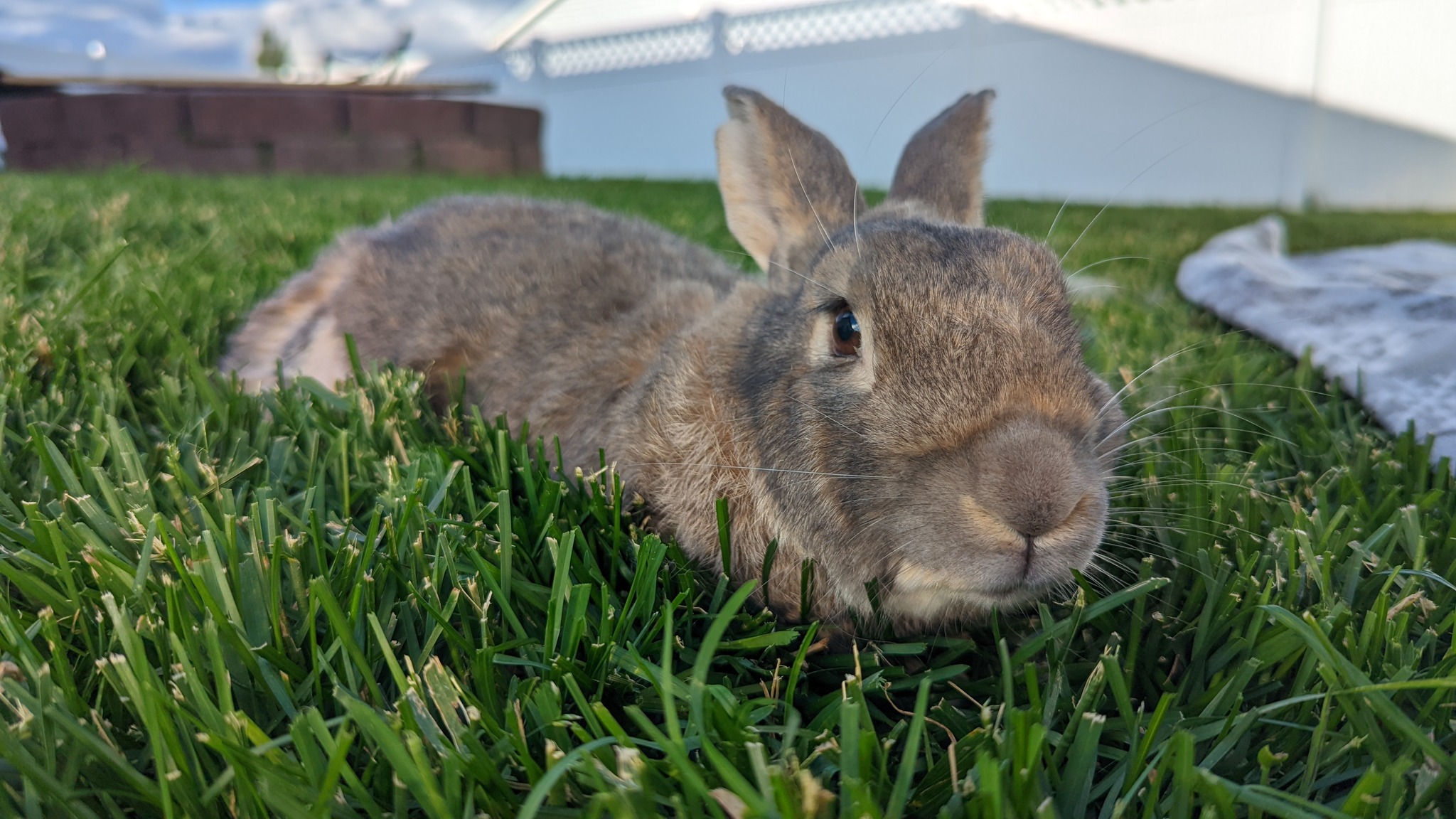Fur Family Bunny Rescue | Kalispell MT