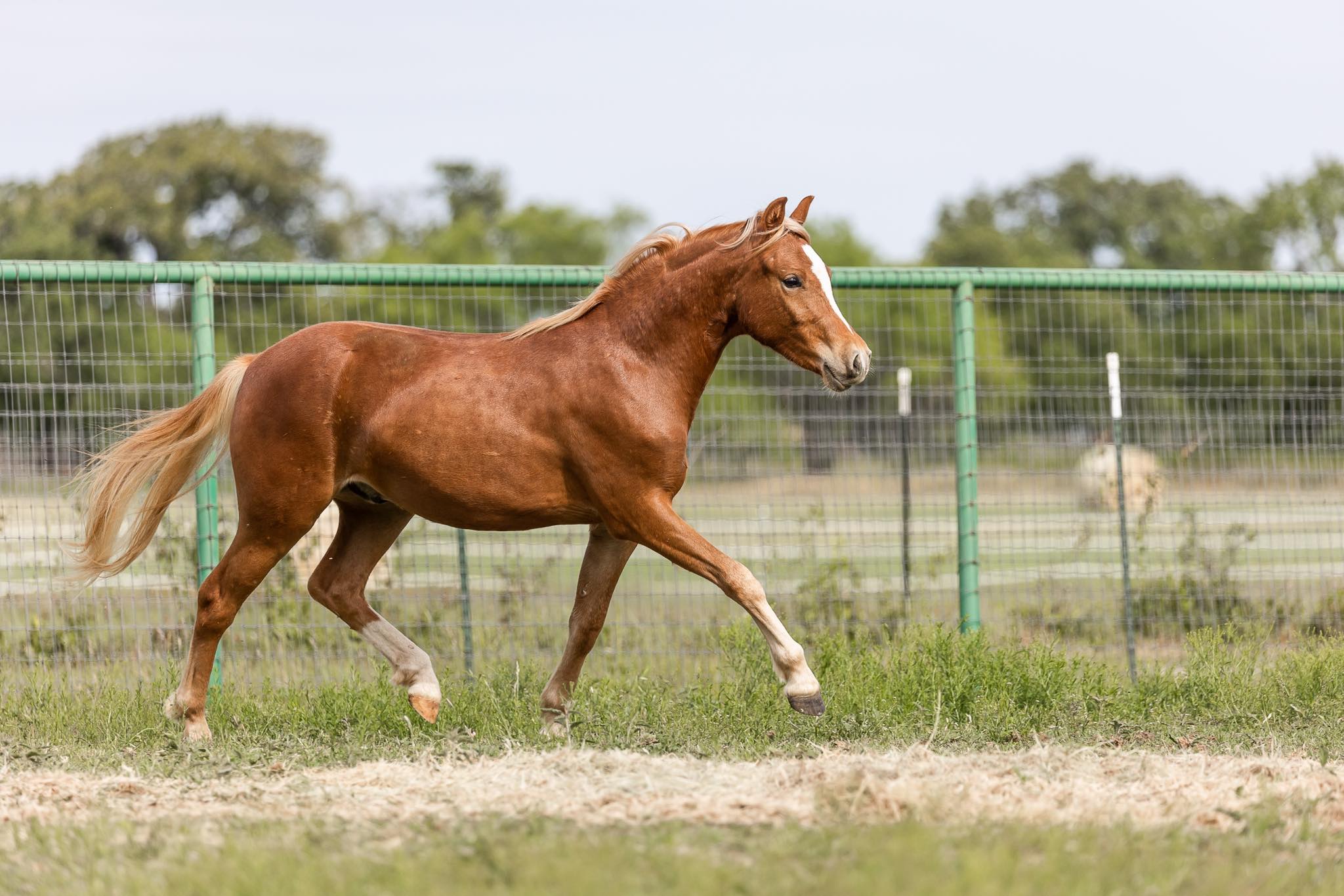 🌼🌸 Spring Cleaning 🌸🌼 New... - Kickapoo Ponies Texas | Facebook