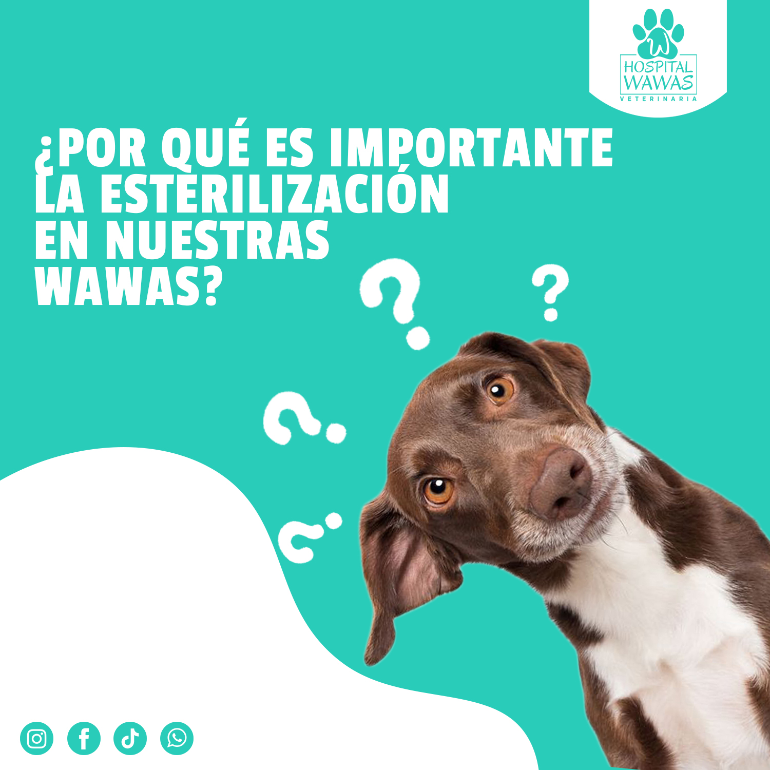 ¿POR QUÉ ES IMPORTANTE LA... - Hospital Veterinario Wawas | Facebook