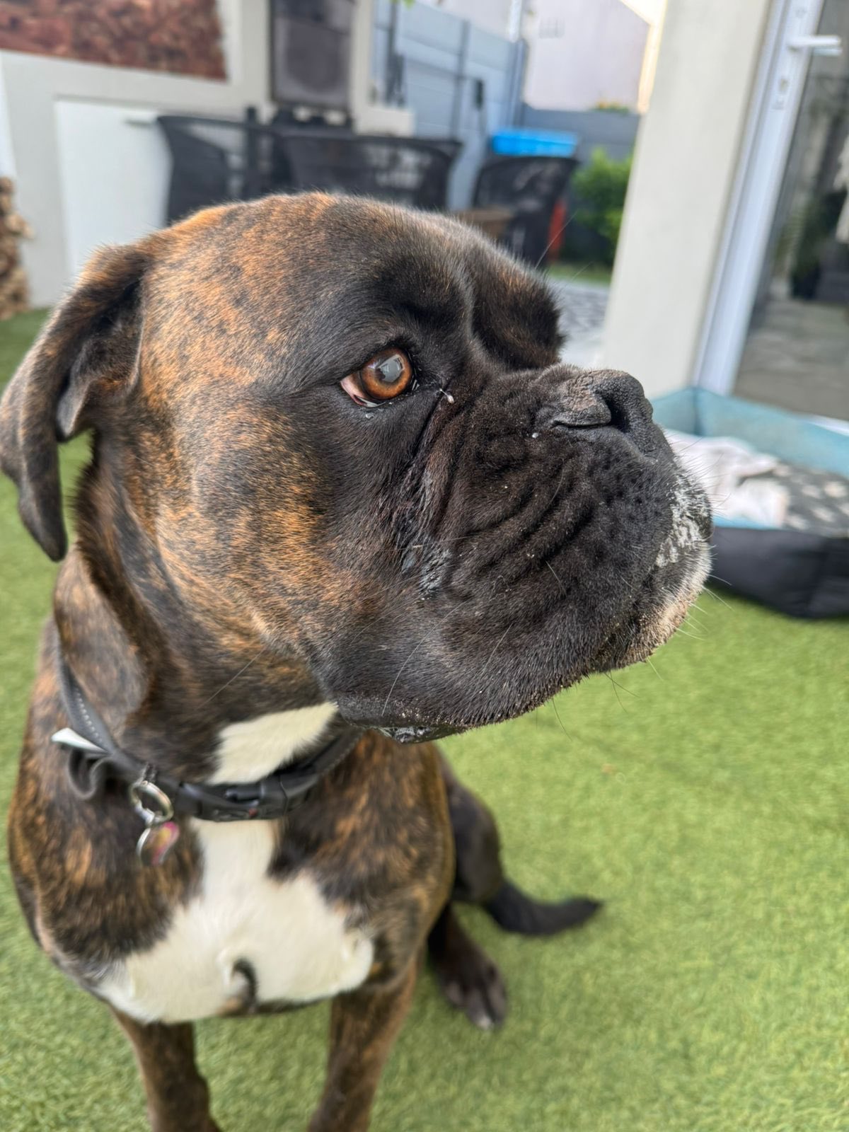 Boxer Rescue South Africa... - Boxer Rescue South Africa