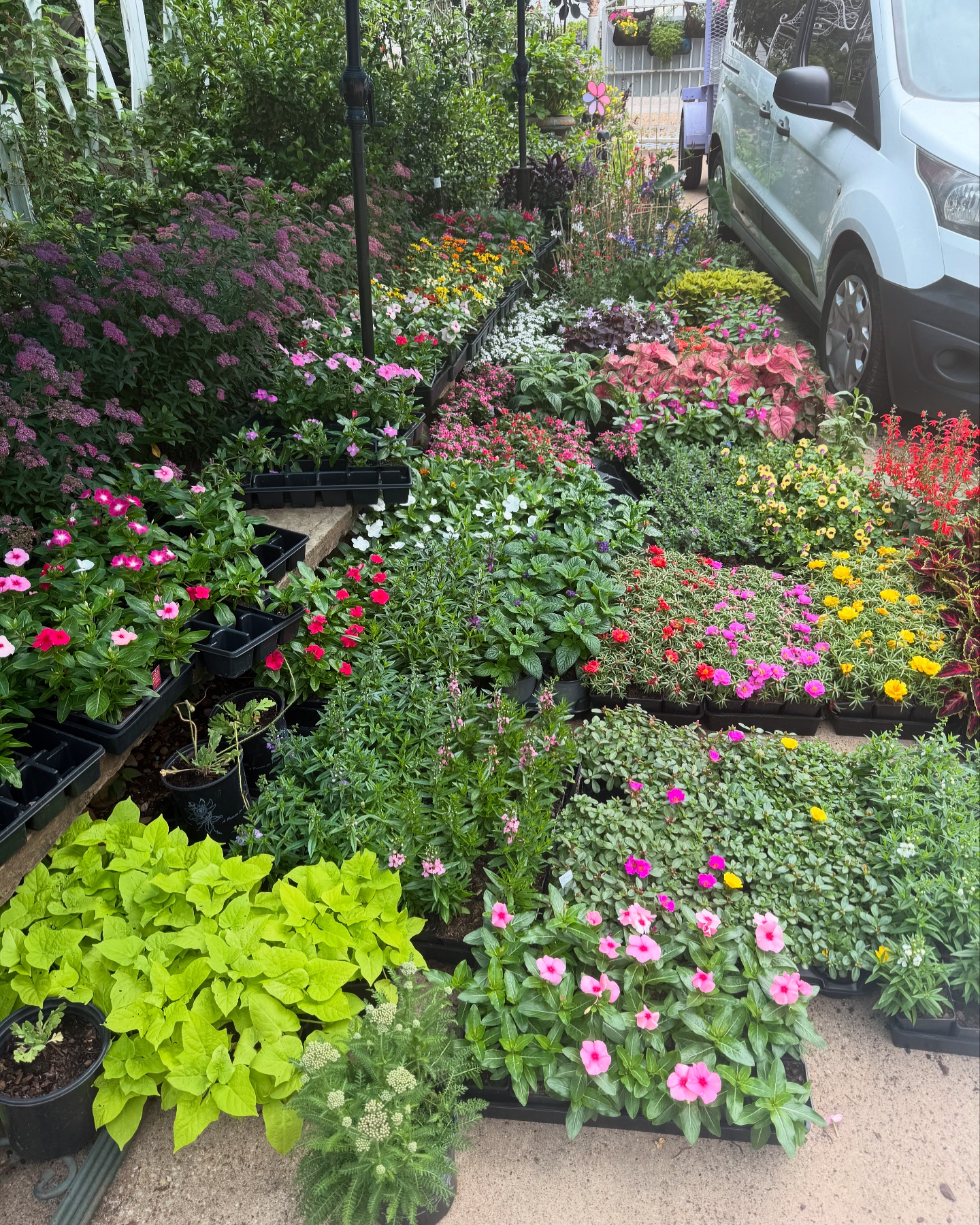 Dory's Gardens | Tyler TX
