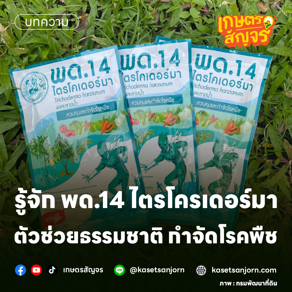 เกษตรสัญจร - รู้จัก พด.14 ไตรโครเดอร์มา ตัวช่วยธรรมชาติ... | Facebook