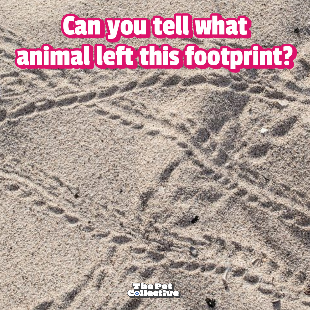 Which animal do THESE tracks belong to? - The Pet Collective | Facebook