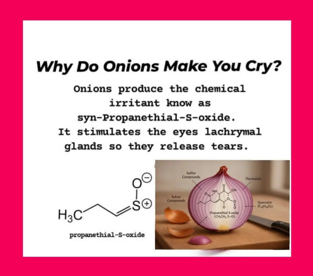 An onion doesn't have a single... - Food Technologist | Facebook
