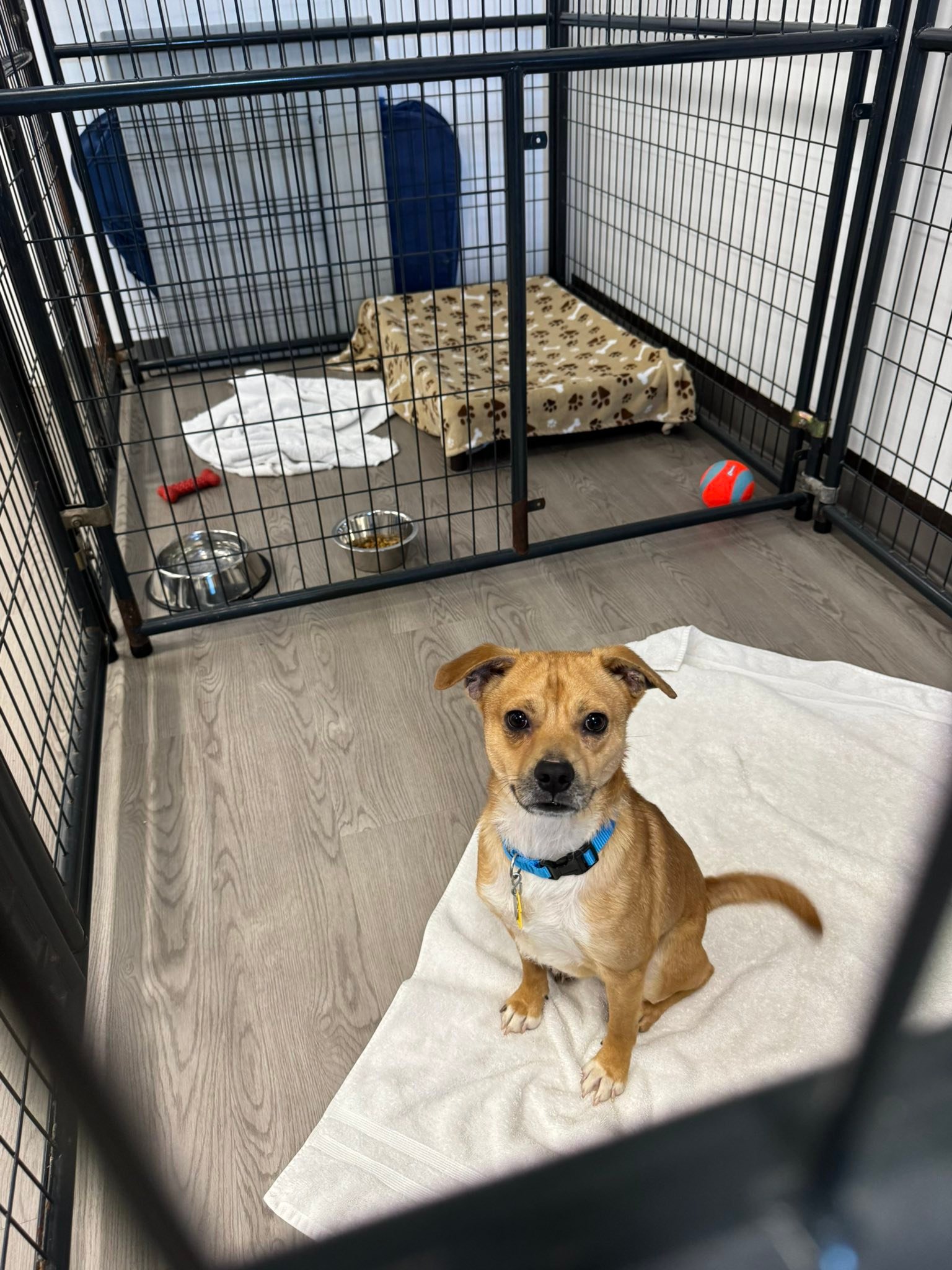 Friends 4 Pound Paws... - Friends 4 Pound Paws Inc. Rescue