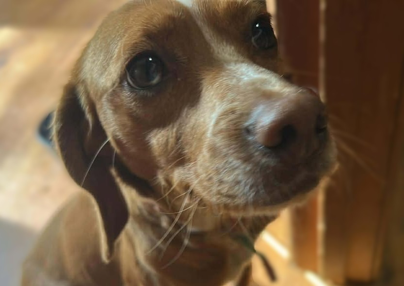 Monroe - ***ADOPTED*** 19 pound Rigby needs a home! Submitted by a ...