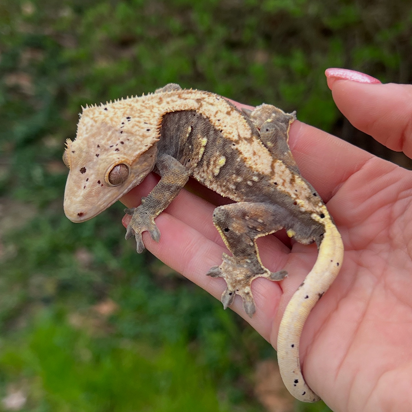 Aspiro Geckos