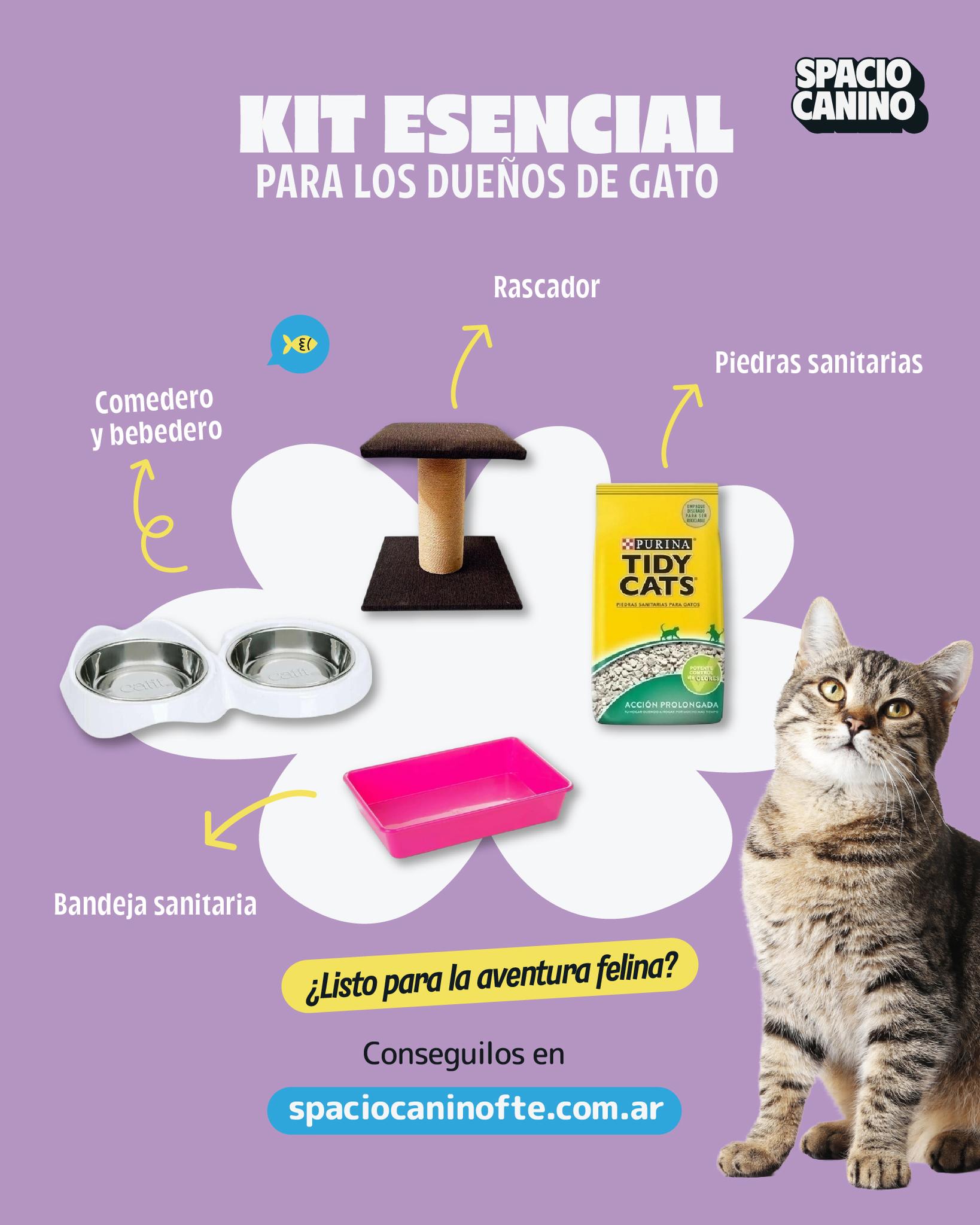 SPAcio - Adoptar un gato es empezar una aventura llena de juegos ...