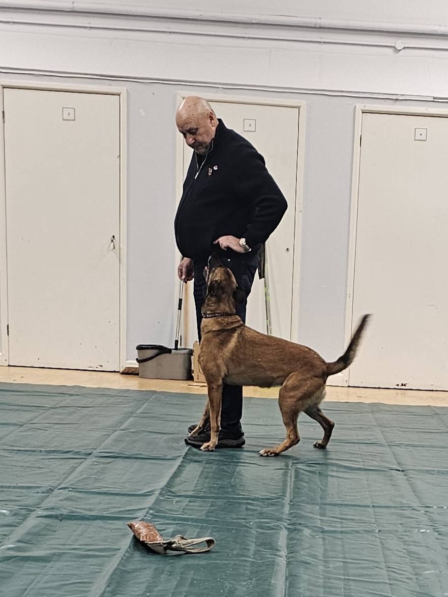 The Academy of Modern Canine Behaviour & Training | Portsmouth